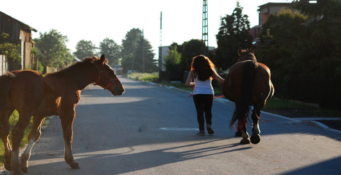 horse care and grooming habits