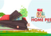 Why Is Best Pest Control Important For Your Home And Office? best home pest control
