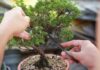 5 Small Ornamental Trees to Bring the Outdoors In small ornamental tree