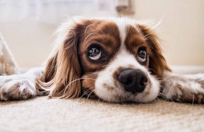 Separation Anxiety in Dogs