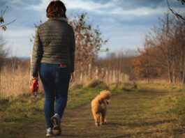 cavapoo dog